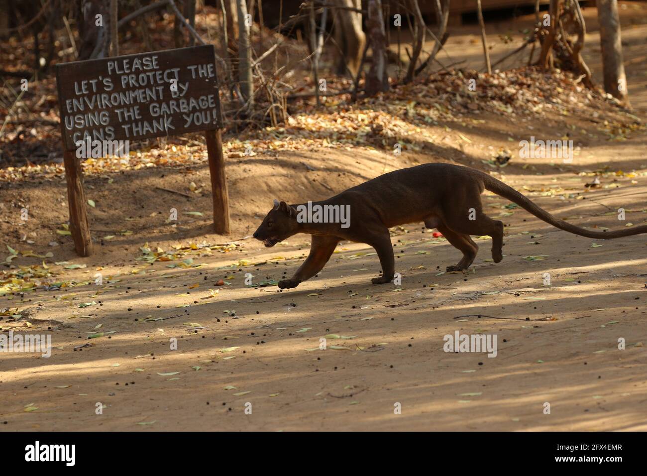Wilder Fossa im Kirindy Forest, Westmadagassar - Vollkörperansicht Stockfoto