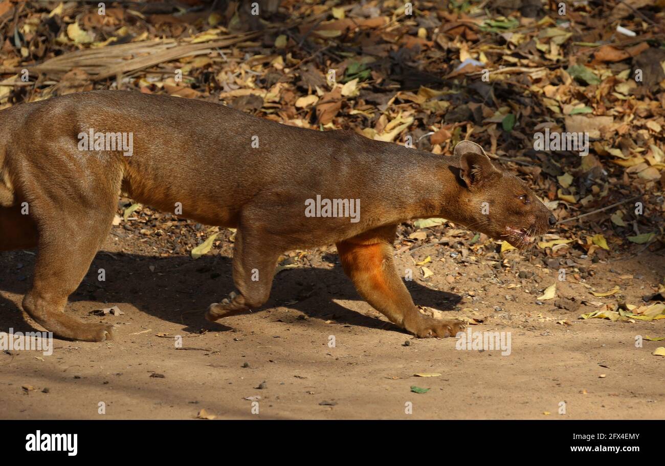 Wilder Fossa im Kirindy Forest, Westmadagassar - Vollkörperansicht Stockfoto