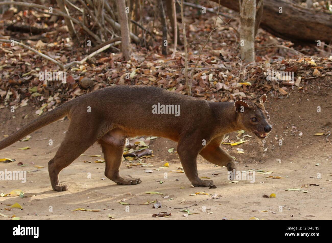 Wilder Fossa im Kirindy Forest, Westmadagassar - Vollkörperansicht Stockfoto