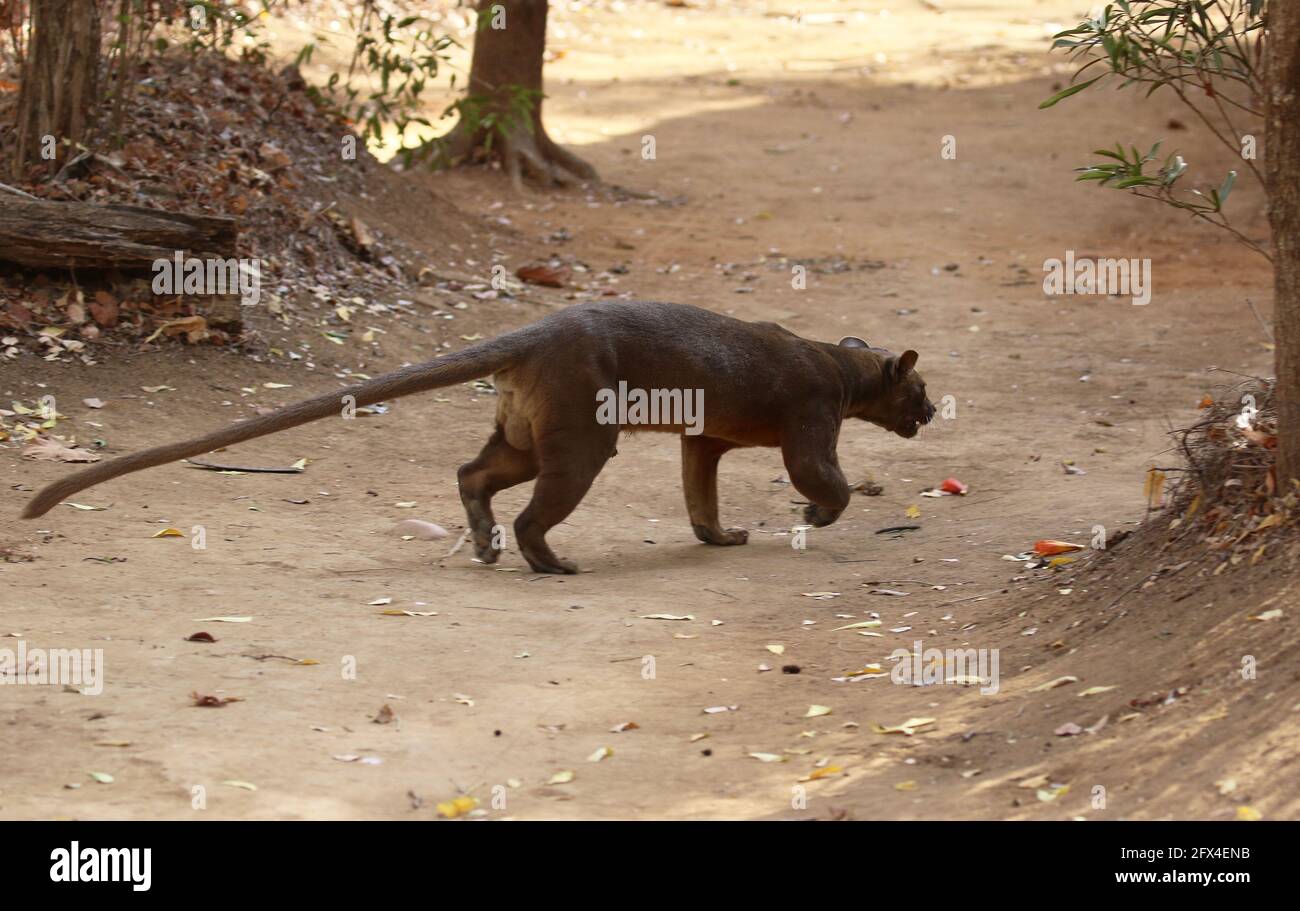 Wilder Fossa im Kirindy Forest, Westmadagassar - Vollkörperansicht Stockfoto
