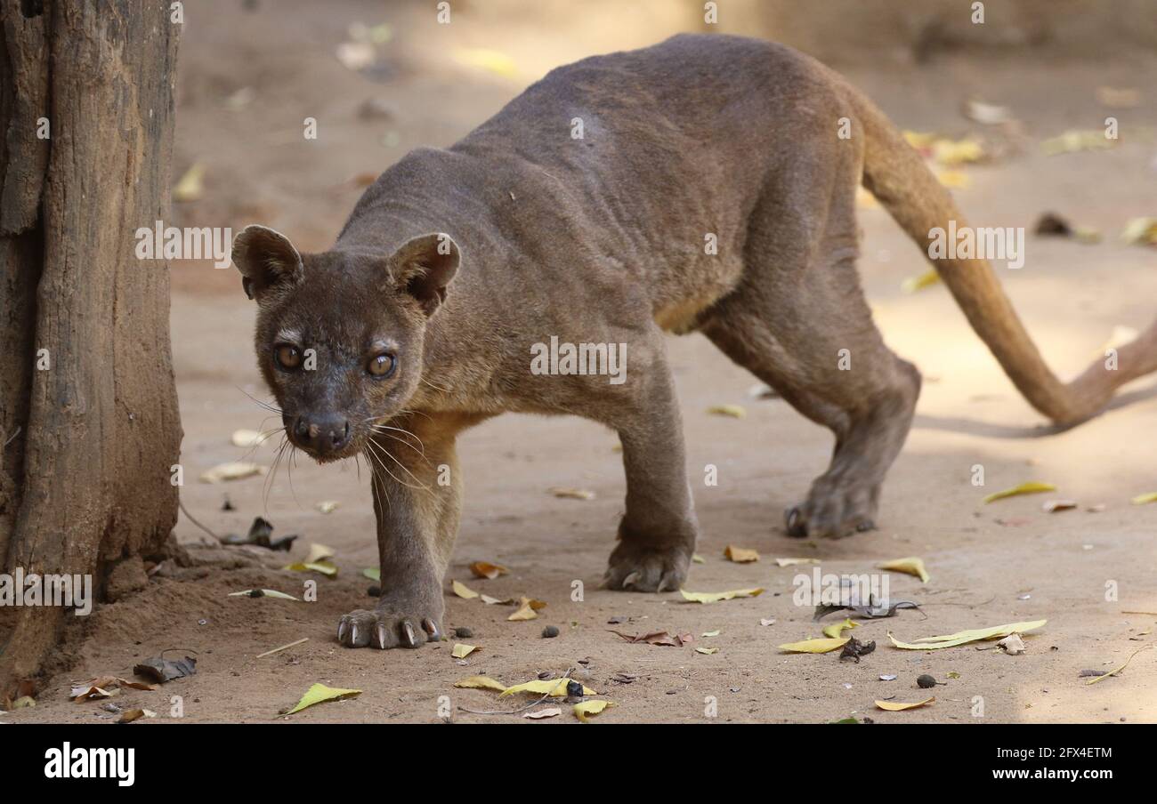 Wilder Fossa im Kirindy Forest, Westmadagassar - Vollkörperansicht Stockfoto