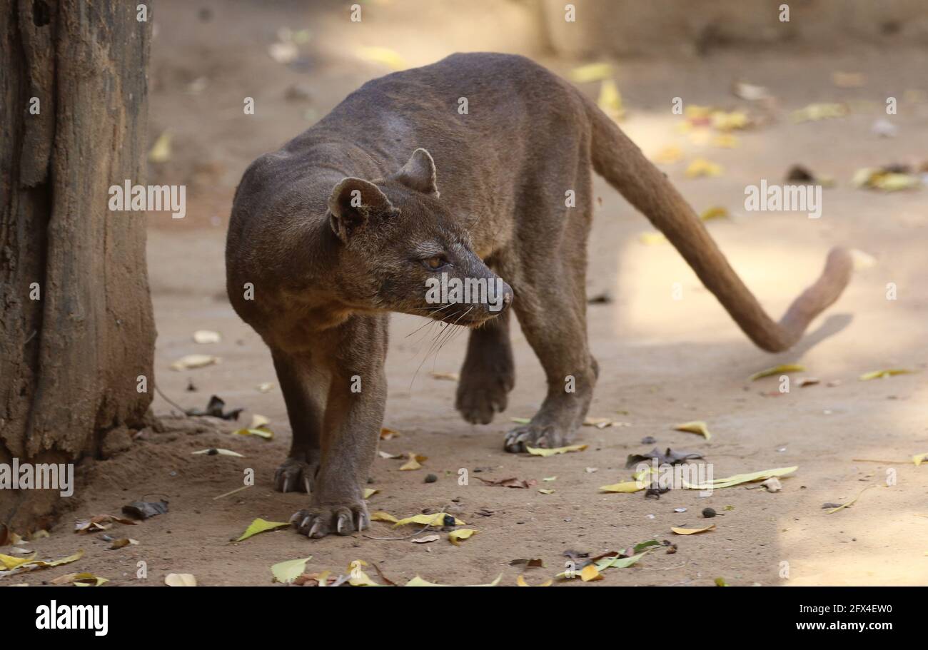 Wilder Fossa im Kirindy Forest, Westmadagassar - Vollkörperansicht Stockfoto