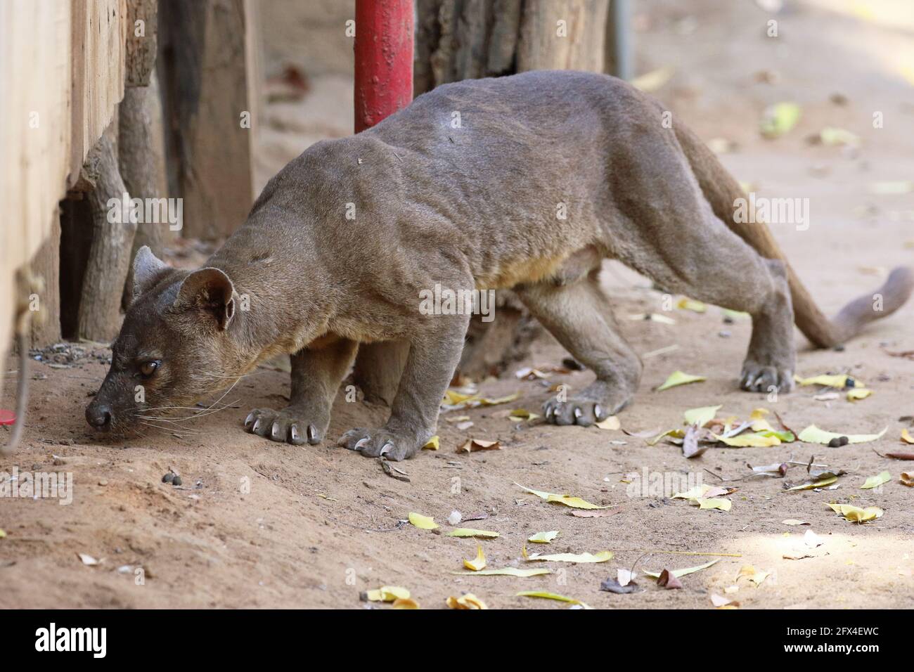 Wilder Fossa im Kirindy Forest, Westmadagassar - Vollkörperansicht Stockfoto
