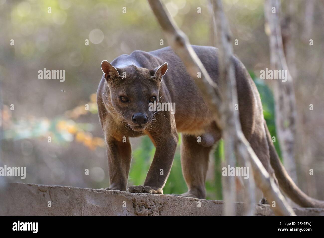 Wilder Fossa im Kirindy Forest, Westmadagassar - Vollkörperansicht Stockfoto