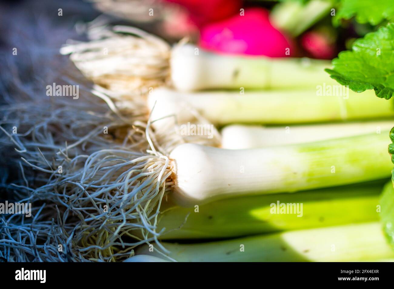 Grüne Zwiebel auf Lebensmittel.gesundes Essen Konzept. Hochwertige Fotos Stockfoto