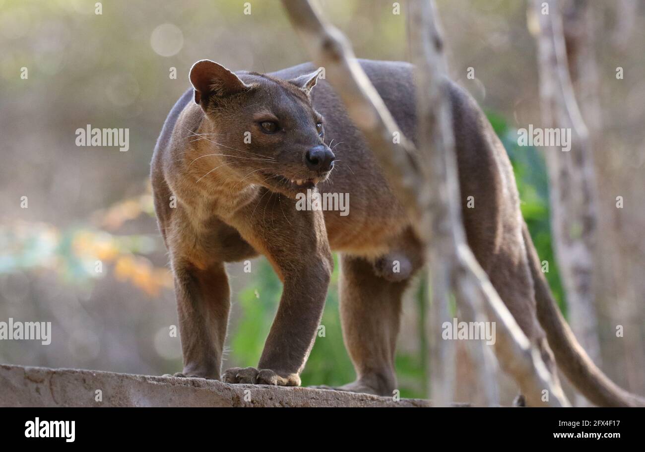 Wilder Fossa im Kirindy Forest, Westmadagassar - Vollkörperansicht Stockfoto