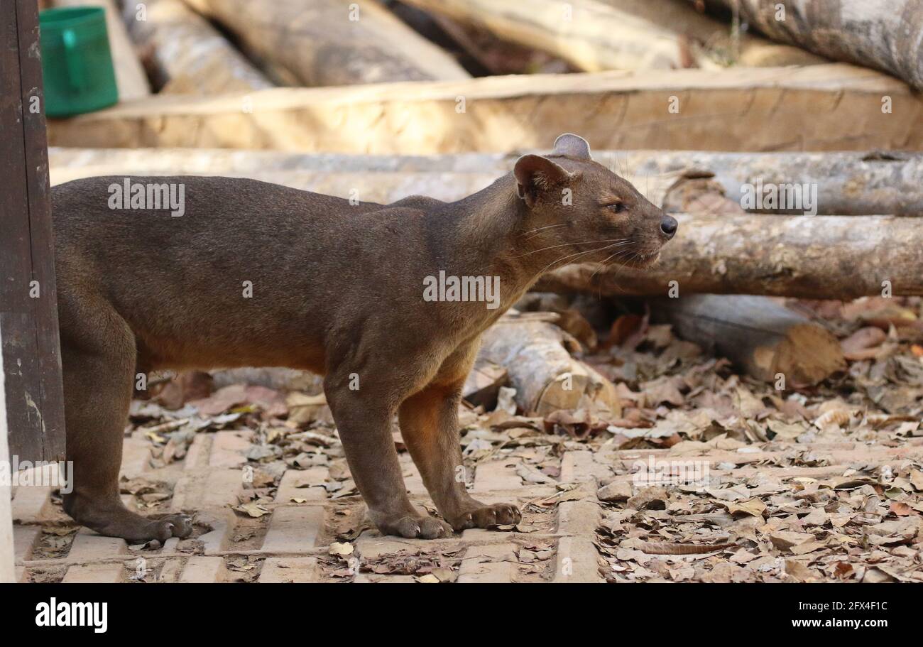 Wilder Fossa im Kirindy Forest, Westmadagassar - Vollkörperansicht Stockfoto