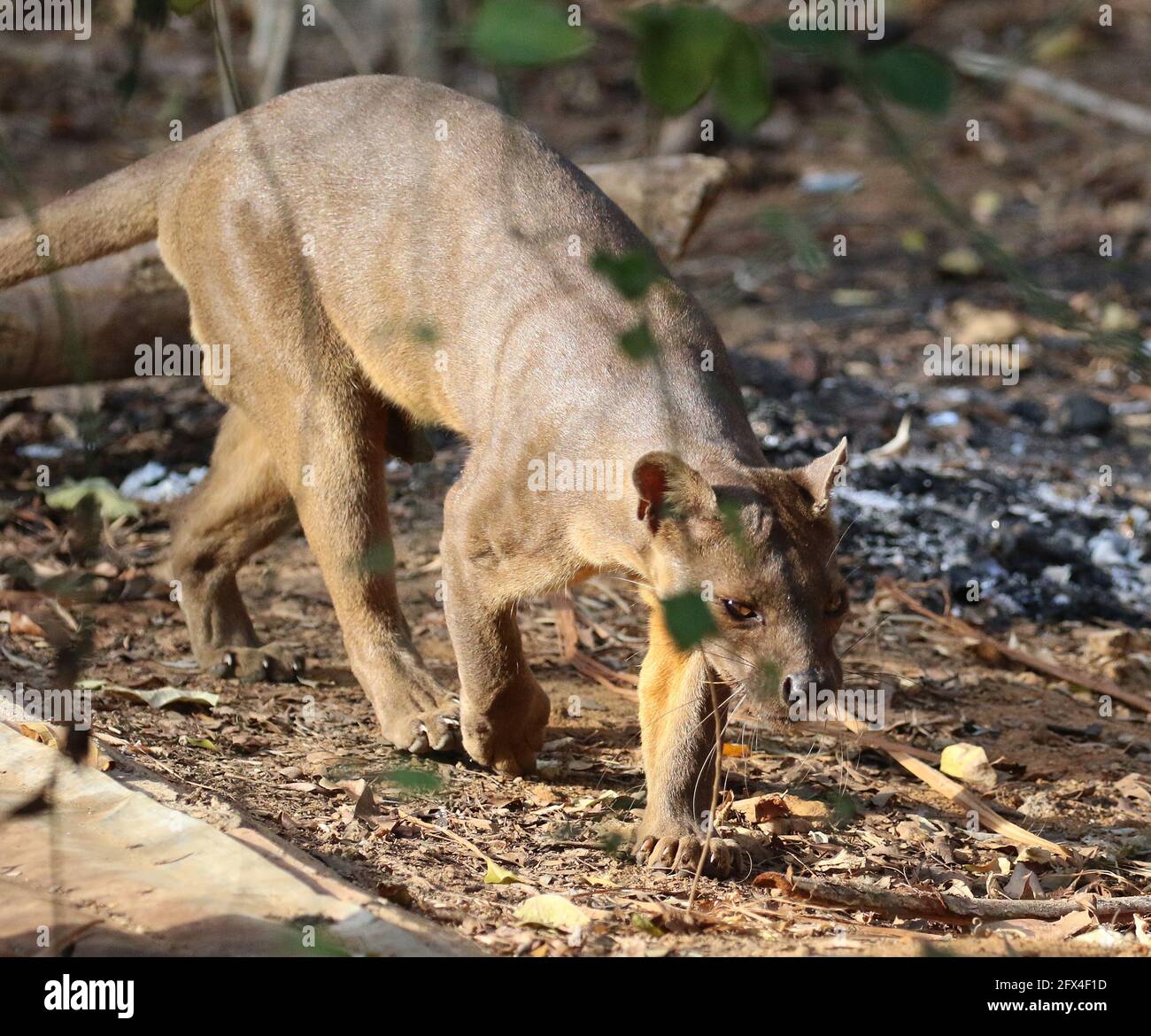 Wilder Fossa im Kirindy Forest, Westmadagassar - Vollkörperansicht Stockfoto
