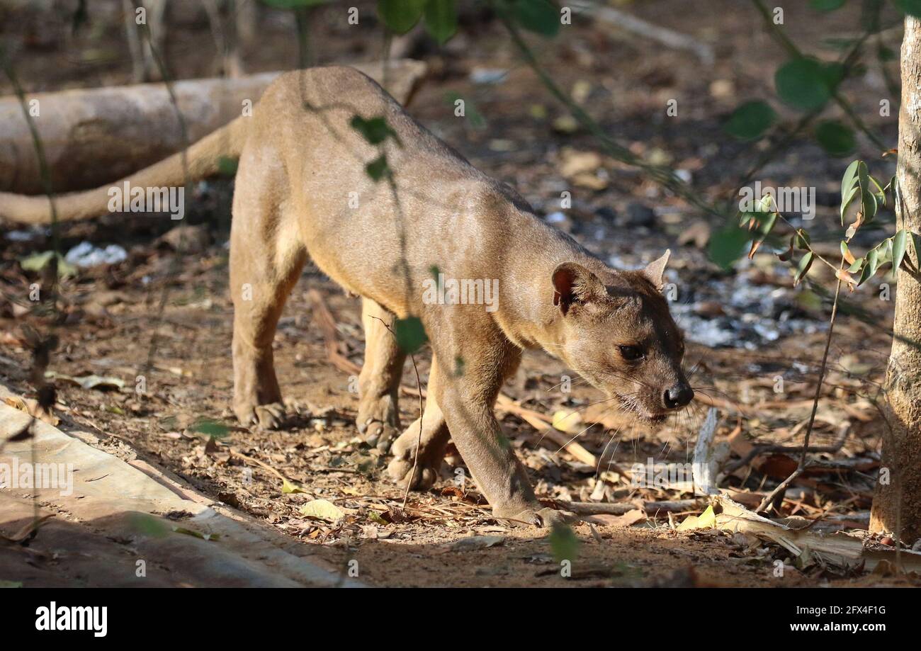 Wilder Fossa im Kirindy Forest, Westmadagassar - Vollkörperansicht Stockfoto
