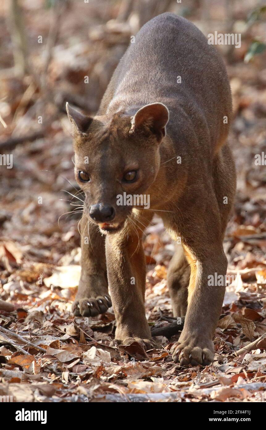 Wilder Fossa im Kirindy Forest, Westmadagassar - Vollkörperansicht Stockfoto