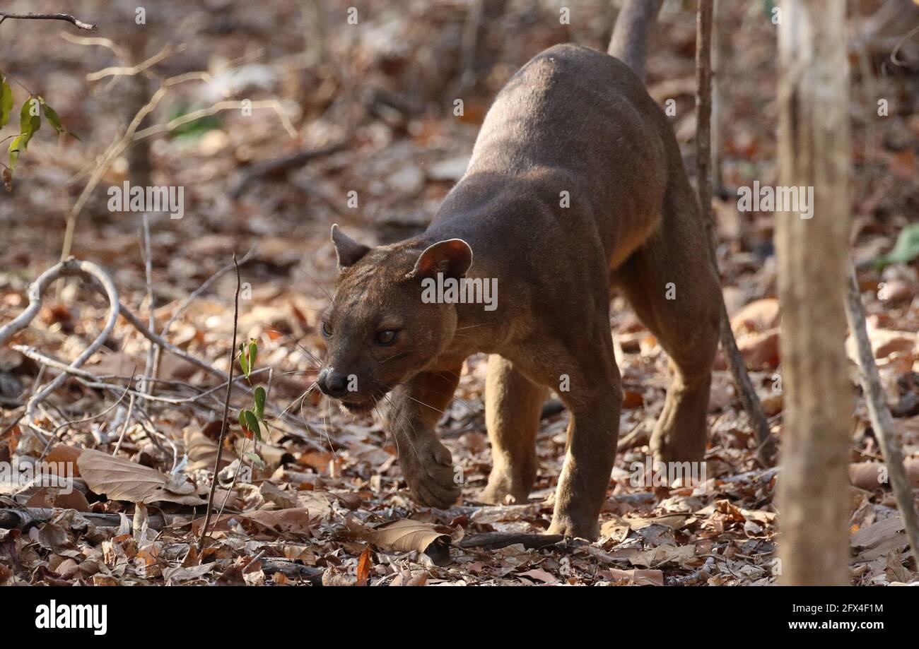 Wilder Fossa im Kirindy Forest, Westmadagassar - Vollkörperansicht Stockfoto