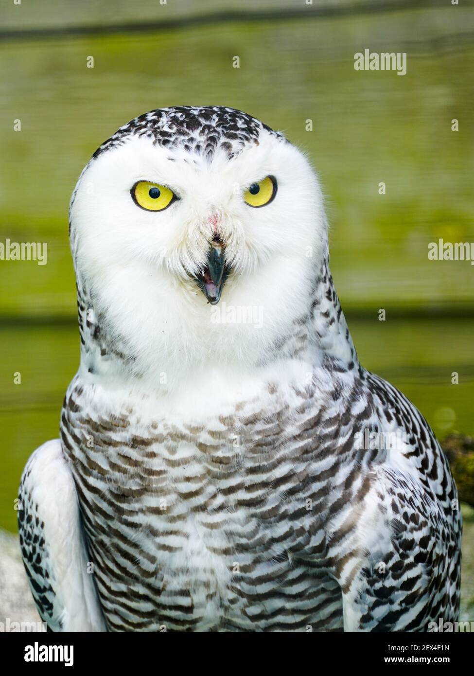 Ein Frontalporträt einer passiven Schneeule mit hypnotisierenden gelben Augen. Stockfoto