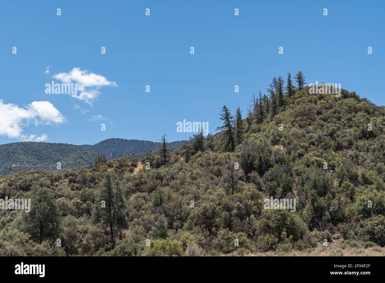 Los Padres National Forest, CA, USA - 21. Mai 2021: Bewaldete grüne Berggipfel unter blauer Wolkenlandschaft. Stockfoto