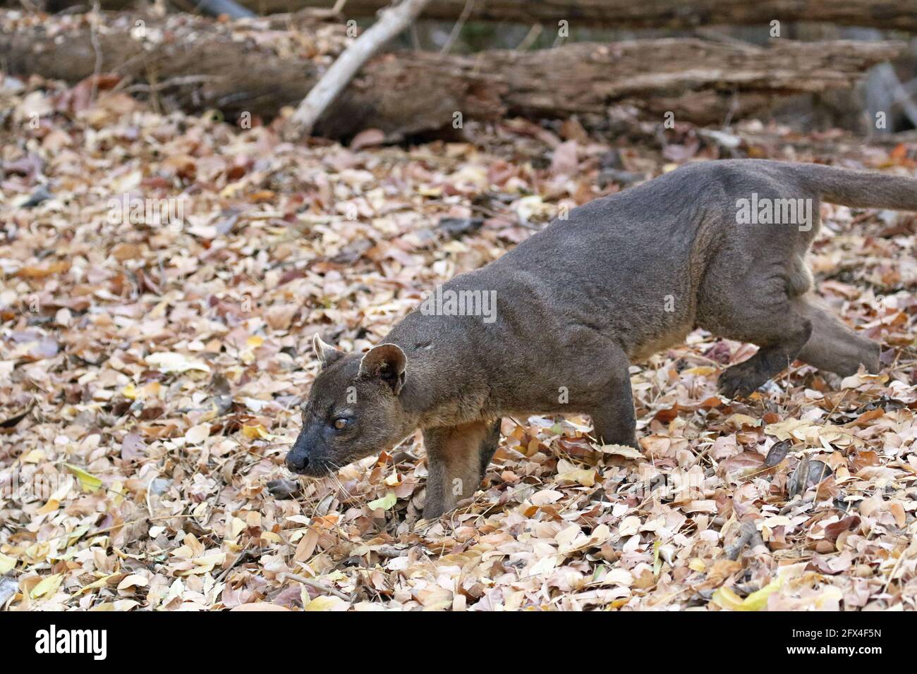Wilder Fossa im Kirindy Forest, Westmadagassar - Vollkörperansicht Stockfoto