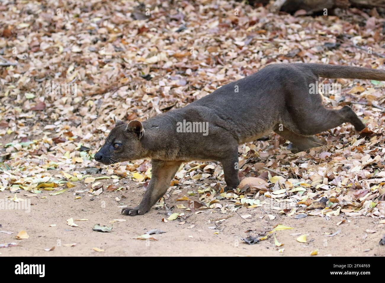 Wilder Fossa im Kirindy Forest, Westmadagassar - Vollkörperansicht Stockfoto