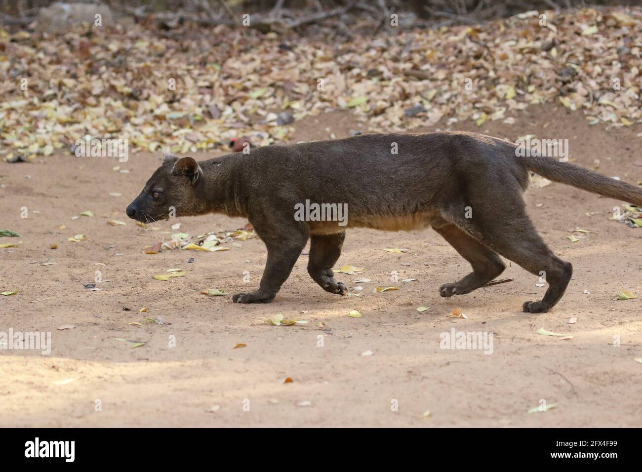 Wilder Fossa im Kirindy Forest, Westmadagassar - Vollkörperansicht Stockfoto