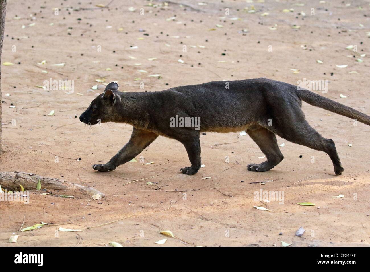 Wilder Fossa im Kirindy Forest, Westmadagassar - Vollkörperansicht Stockfoto