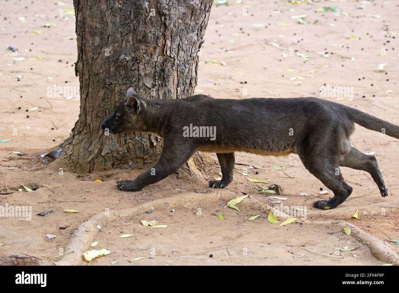Wilder Fossa im Kirindy Forest, Westmadagassar - Vollkörperansicht Stockfoto
