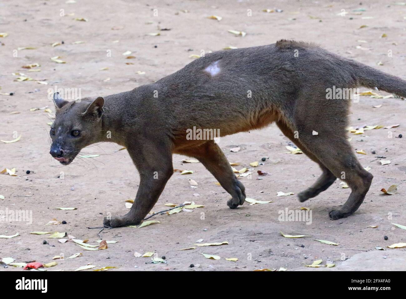 Wilder Fossa im Kirindy Forest, Westmadagassar - Vollkörperansicht Stockfoto