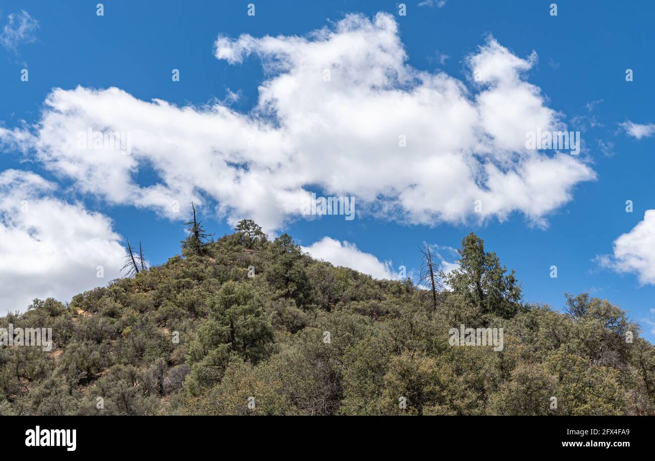 Los Padres National Forest, CA, USA - 21. Mai 2021: Nahaufnahme eines bewaldeten grünen Berggipfens unter blauer Wolkenlandschaft. Stockfoto