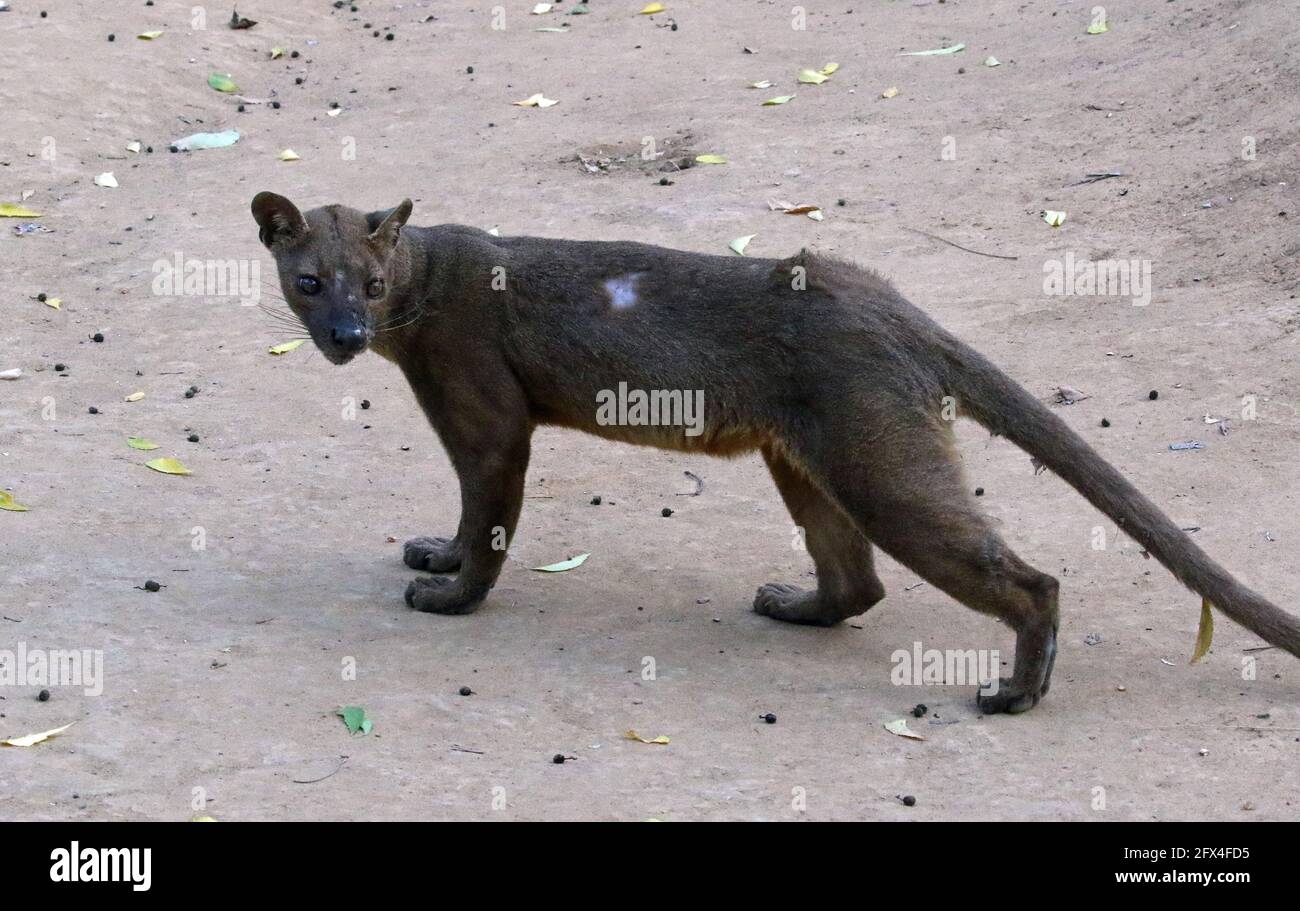 Wilder Fossa im Kirindy Forest, Westmadagassar - Vollkörperansicht Stockfoto