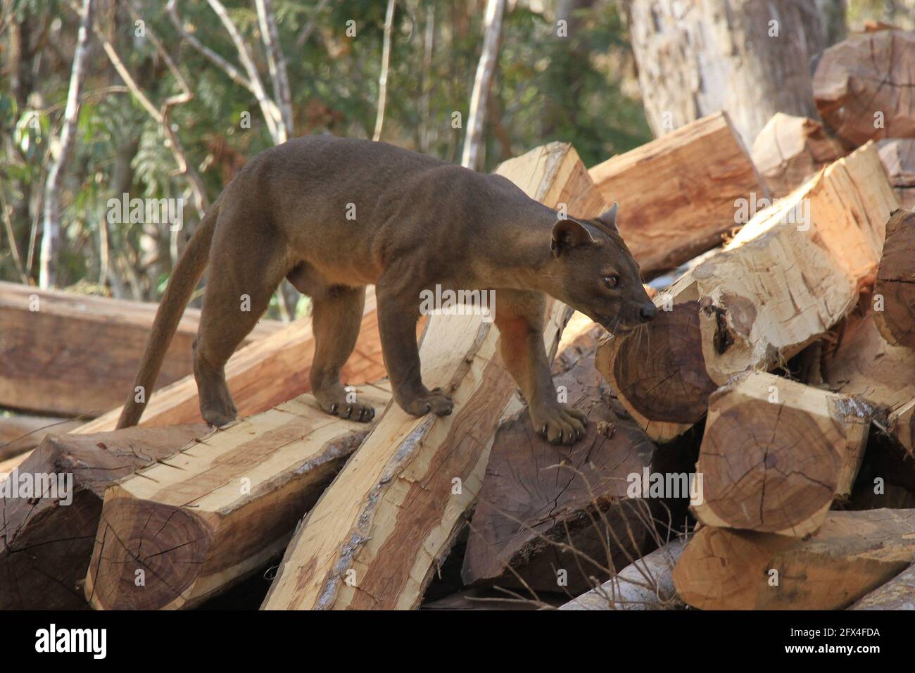 Wilder Fossa im Kirindy Forest, Westmadagassar - Vollkörperansicht Stockfoto