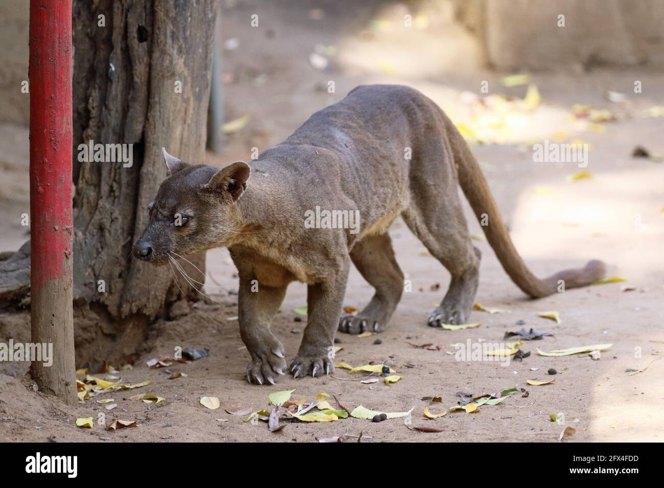 Wilder Fossa im Kirindy Forest, Westmadagassar - Vollkörperansicht Stockfoto