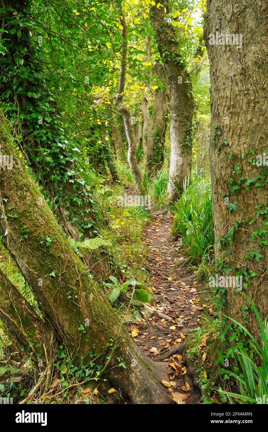 Naturlehrpfad von Holy Val nach Porthellick auf den St. Mary's Isles of Scilly gesäumt von englischen Ulmenbäumen, die dem Angriff der niederländischen Ulmenkrankheit entgangen sind. Stockfoto