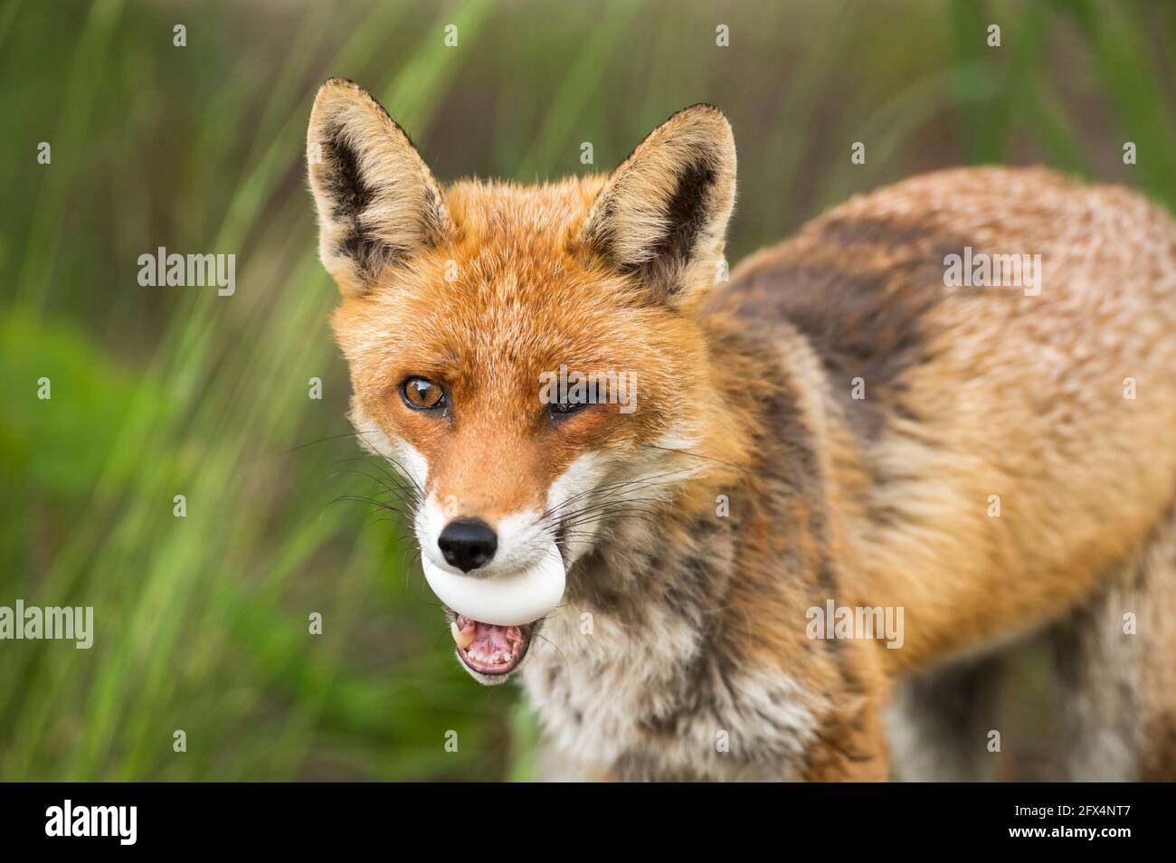 Ein Fuchs mit kranken Augen hat ein Ei in sich Mund Stockfoto