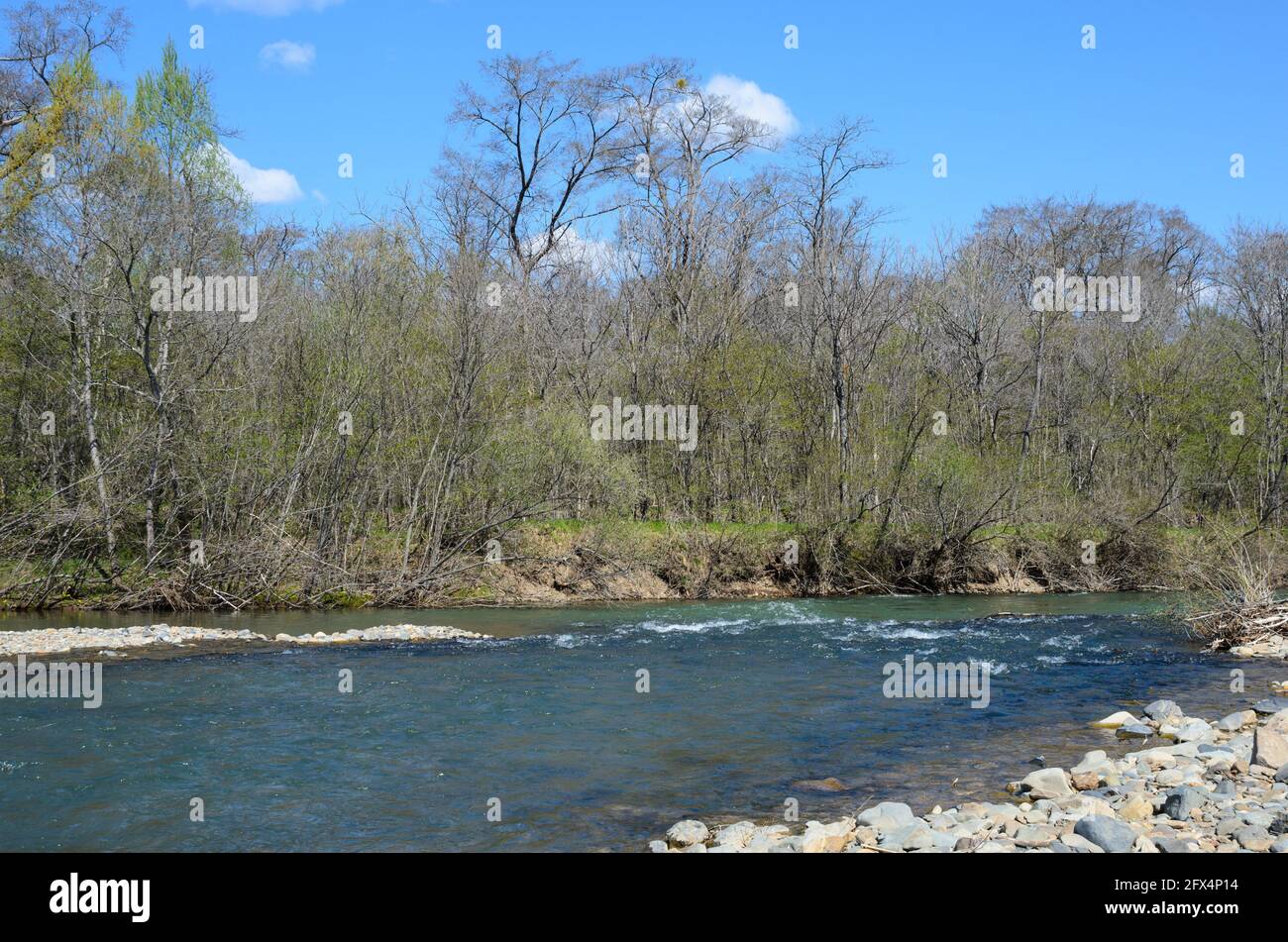 Eine schöne Frühlingslandschaft eines Bergflusses mit einem Rollender Fluss und das reinste natürliche Wasser vor dem Hintergrund Des ersten Grüns der BU Stockfoto