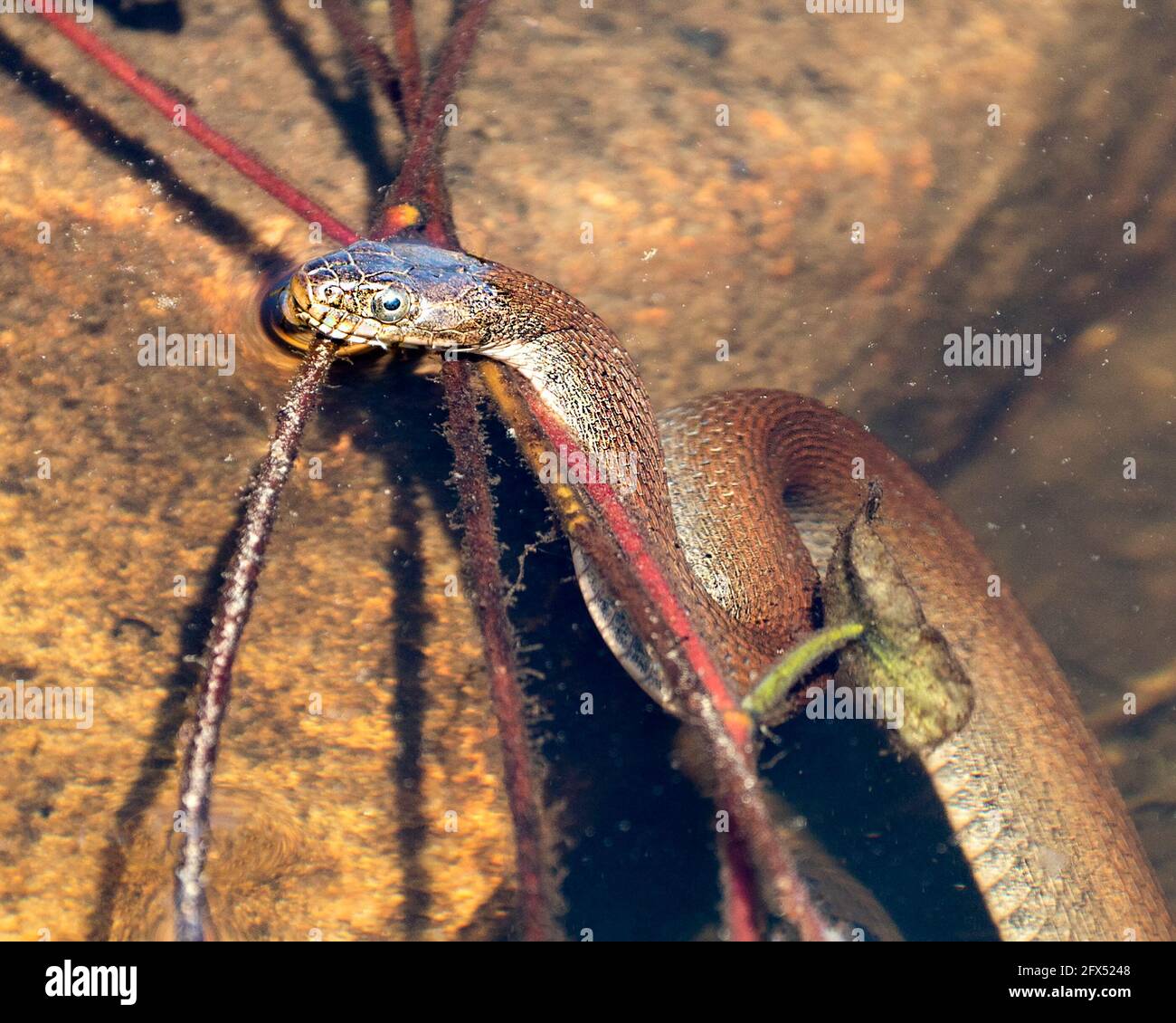 Nahaufnahme des Schlangenprofils im Wasser mit Blick auf den Kopf aus dem  Wasser, mit Felsen und Laub in dem verschwommenen Wasser in seiner Umgebung  und seinem Lebensraum. Bild Stockfotografie - Alamy