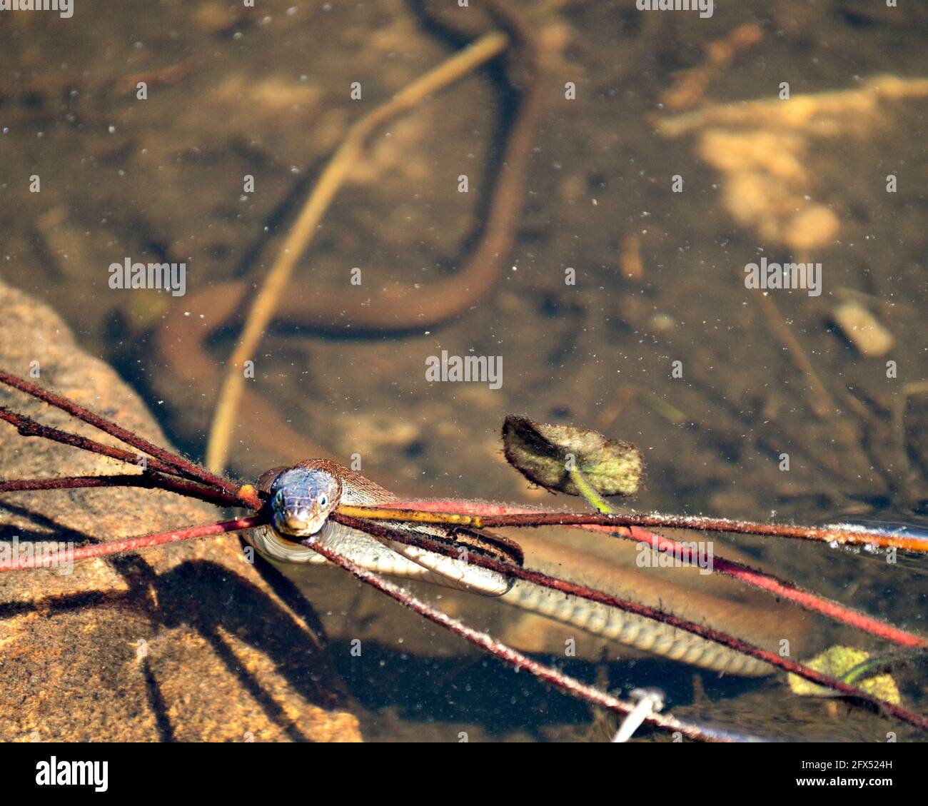 Nahaufnahme der Schlange im Wasser, mit Blick aus dem Wasser, Auge mit Felsen und Laub im verwackerten Wasser in seiner Umgebung und seinem Lebensraum. Stockfoto