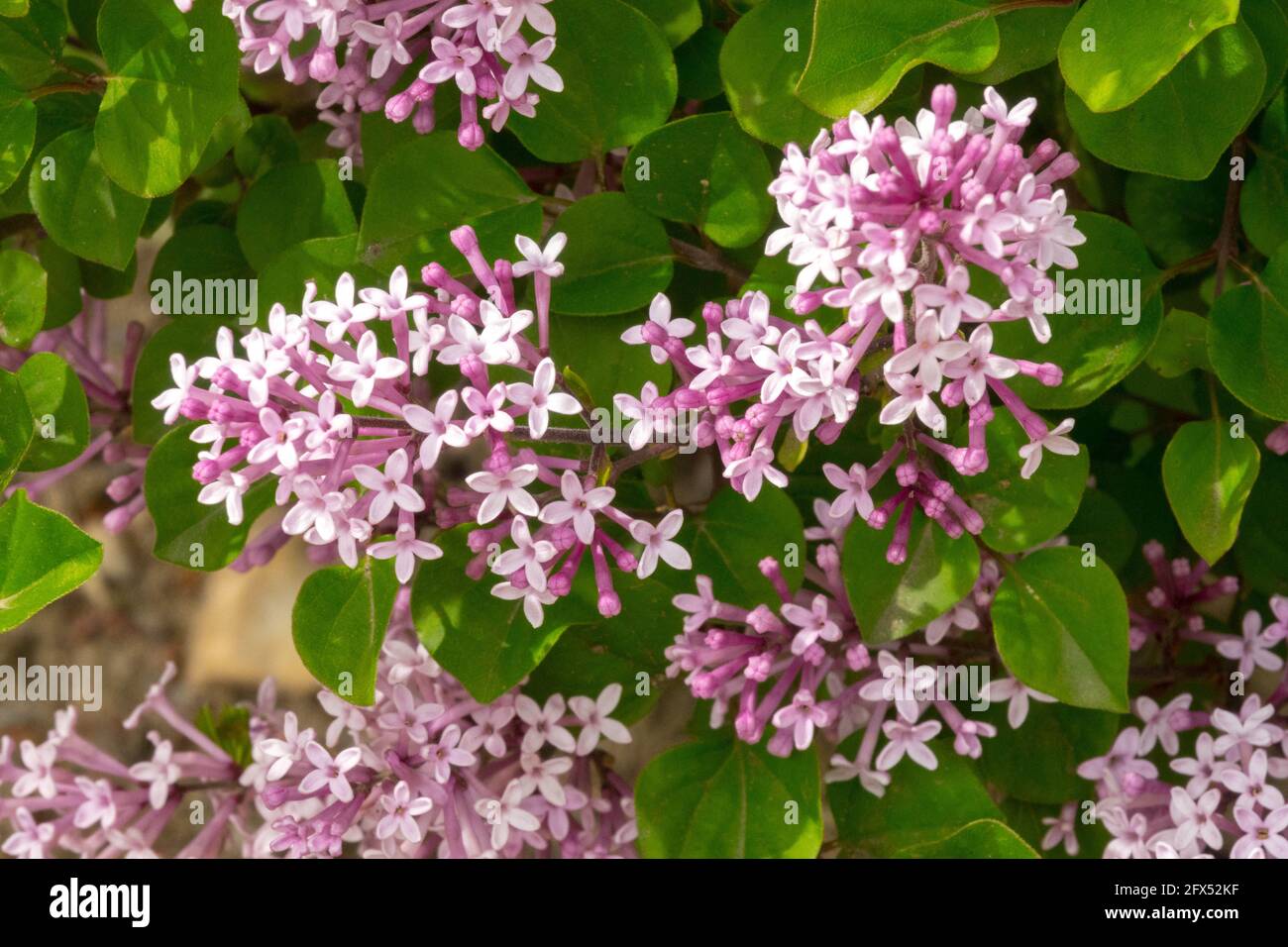Syringa meyeri Palibin ist ein buschiger, langsam wachsender Laubstrauch mit kleinen Rispen, duftenden, lila-rosa Blüten Stockfoto