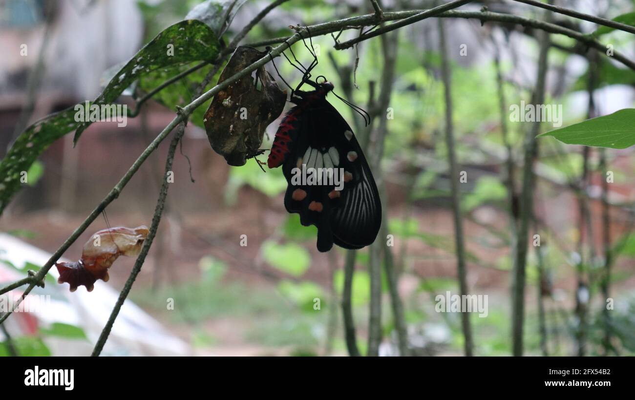 Ein neugeborener Ceylon-Rosenschmetterling thront auf einem Ast in der Nähe Der seine Kokon und eine Feueramse versuchen zu beißen Der Schmetterling Stockfoto