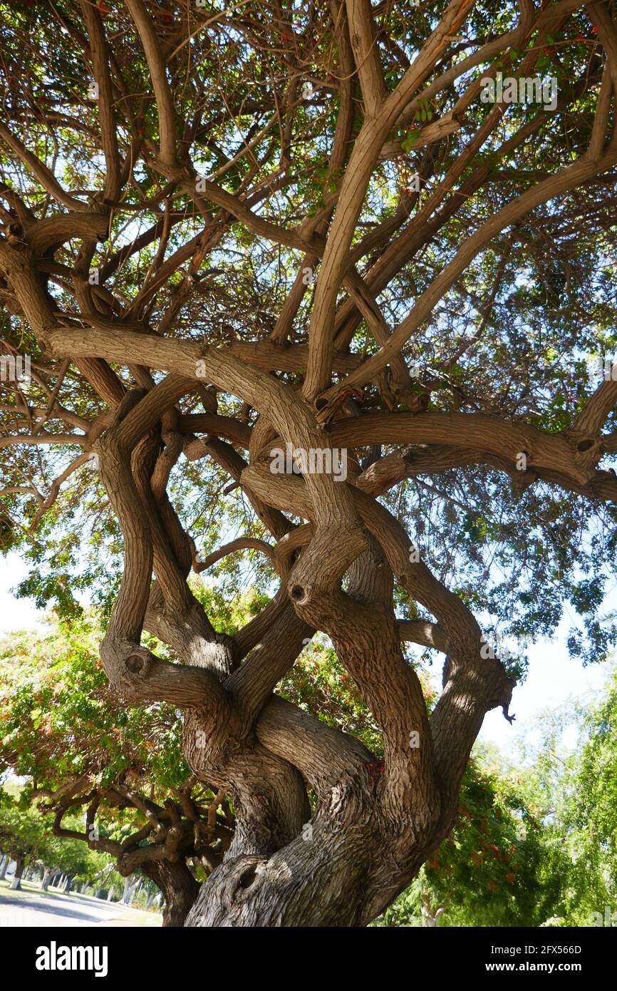 Fullerton, Kalifornien, USA 24. Mai 2021 EINE allgemeine Ansicht der Atmosphäre des Baumes im Loma Vista Memorial Park am 24. Mai 2021 in Fullerton, Kalifornien, USA. Foto von Barry King/Alamy Stockfoto Stockfoto