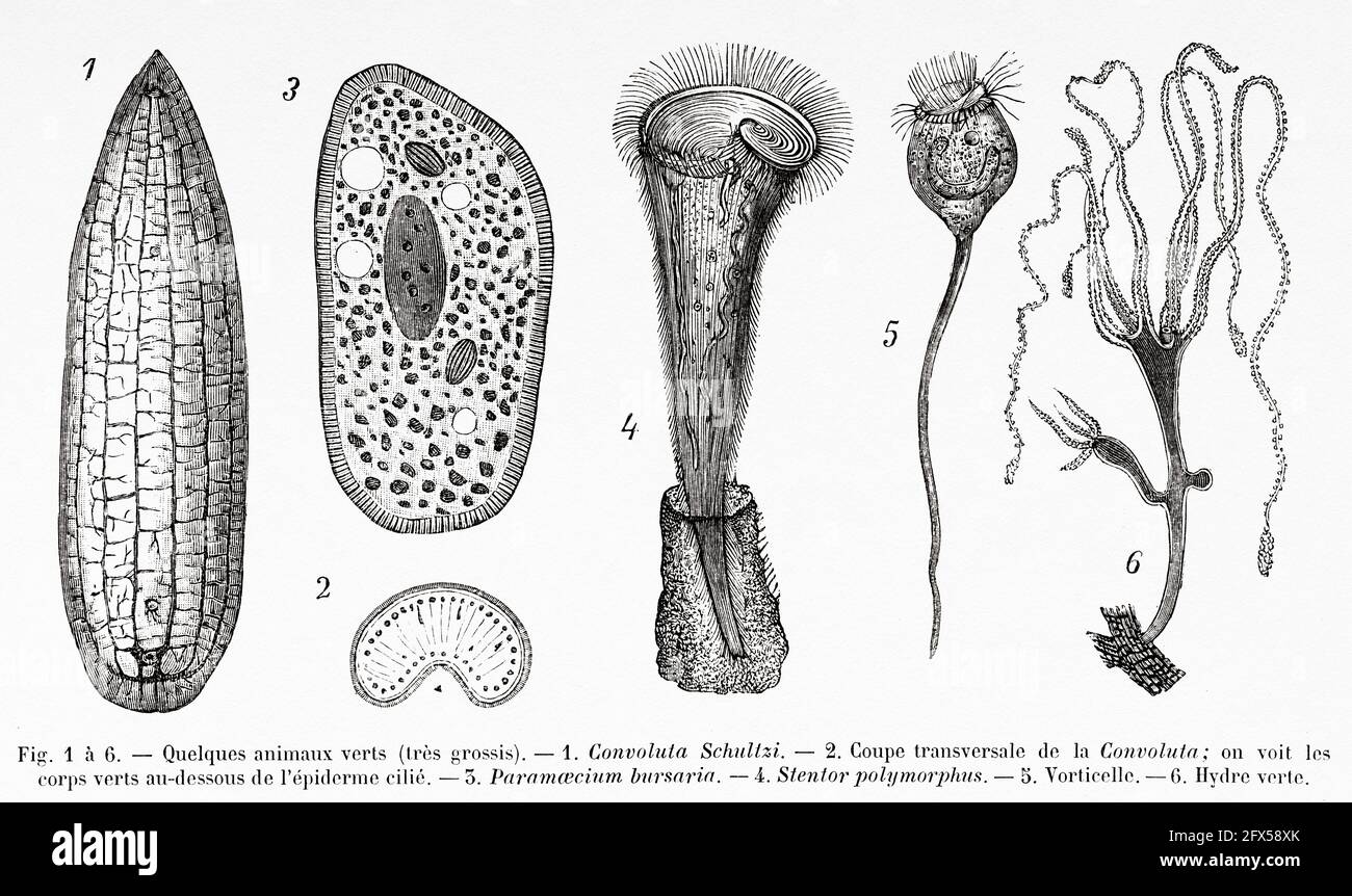 Grüne Tiere. Tierisches Chlorophyll. Alte, gravierte Illustration aus dem 19. Jahrhundert von La Nature 1893 Stockfoto