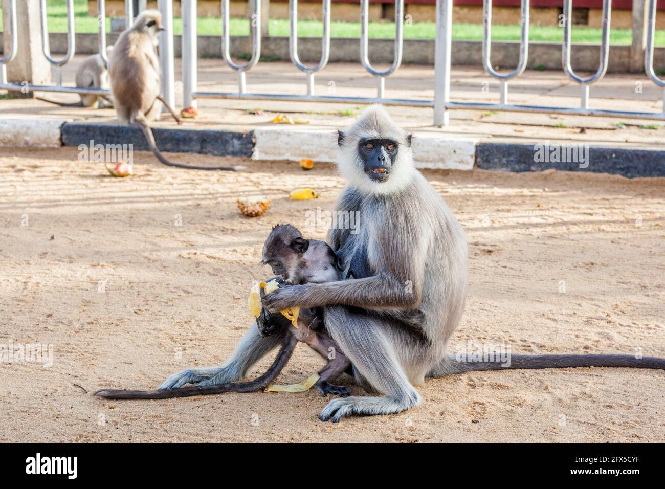 Grauer (hanuman) Langur-Affe, der im Kataragama-Tempel, Südprovinz, Sri Lanka, eine Banane füttert Stockfoto