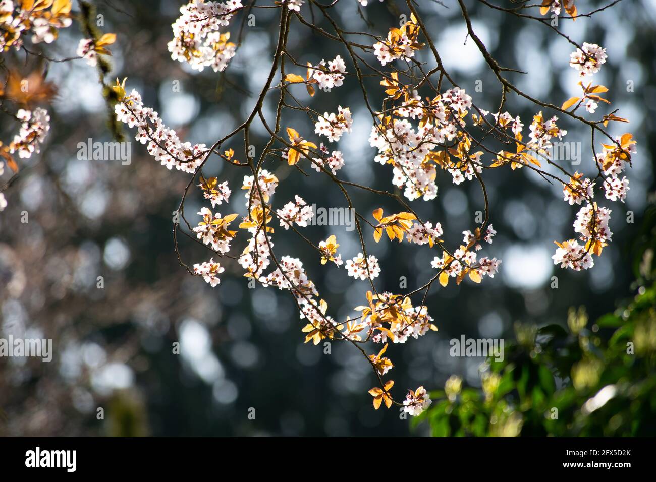 Pflaumenblüten der Goldenen Stunde Stockfoto