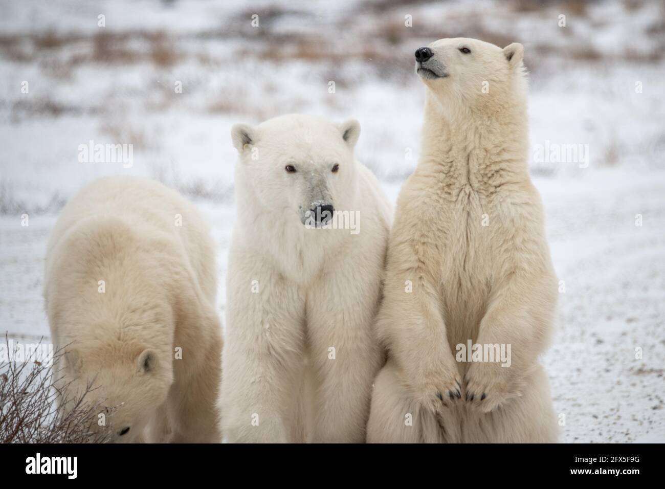 Drei Eisbären, einer sitzt aufrecht, ein anderer schnüffelt am Boden und Mutter, Mutter und Mutter, Bärin, blicken auf die Kamera. Intersted und verlobt auf verschneiten l Stockfoto