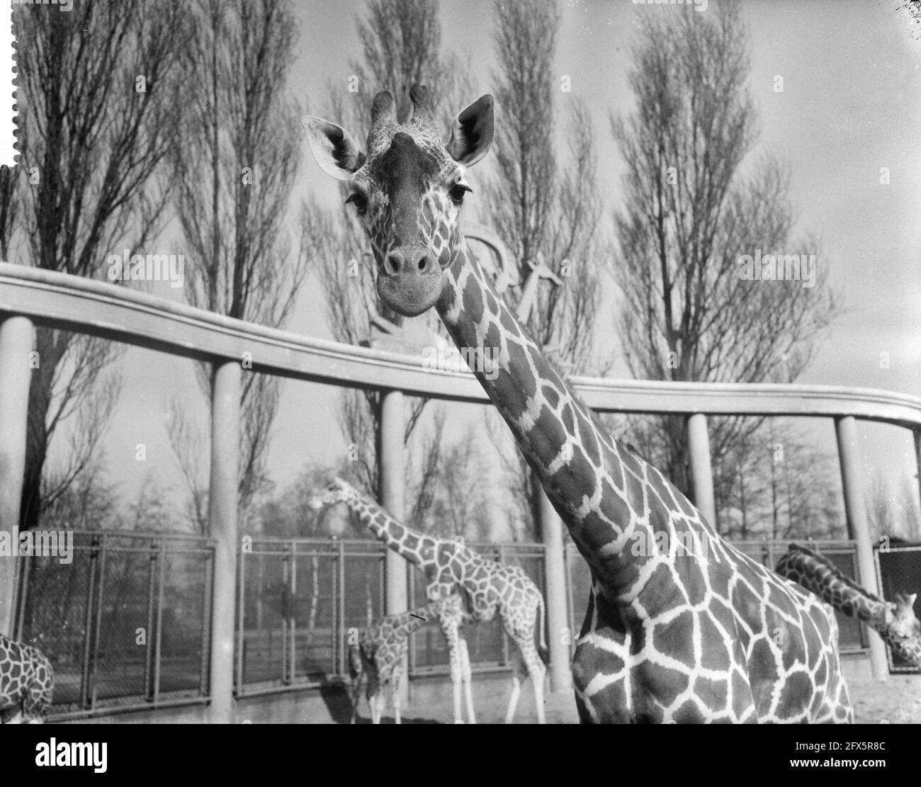 Giraffen in Blijdorp gehen wegen des schönen Wetters nach draußen, Leiter einer der Mütter, 14. März 1960, MÜTTER, Niederlande, 20. Jahrhundert Presseagentur Foto, Nachrichten zu erinnern, Dokumentarfilm, historische Fotografie 1945-1990, visuelle Geschichten, Menschliche Geschichte des zwanzigsten Jahrhunderts, Momente in der Zeit festzuhalten Stockfoto