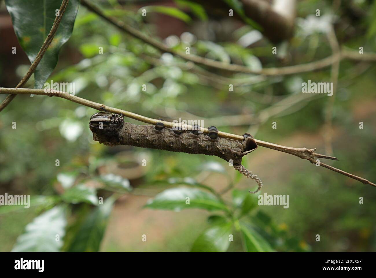 Eine große braune, seltsam geformte Raupe mit einem giftigen Schwanz In der Zweigstelle Stockfoto