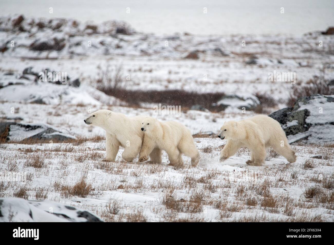 Eine Mutter Eisbär und zwei junge Jungtiere, die mit weißem Schnee und Büschen durch die Tundralandschaft wandern und direkt vor ihnen blicken. Stockfoto