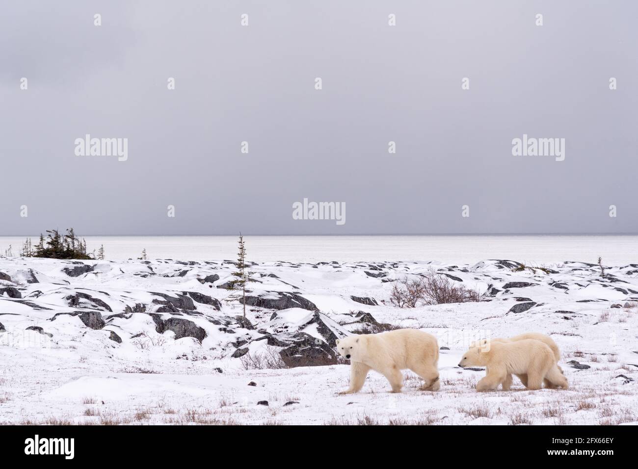Eine Mutter Eisbär und zwei junge Jungtiere, die mit weißem Schnee und Büschen durch die Tundralandschaft wandern und direkt vor ihnen blicken. Stockfoto