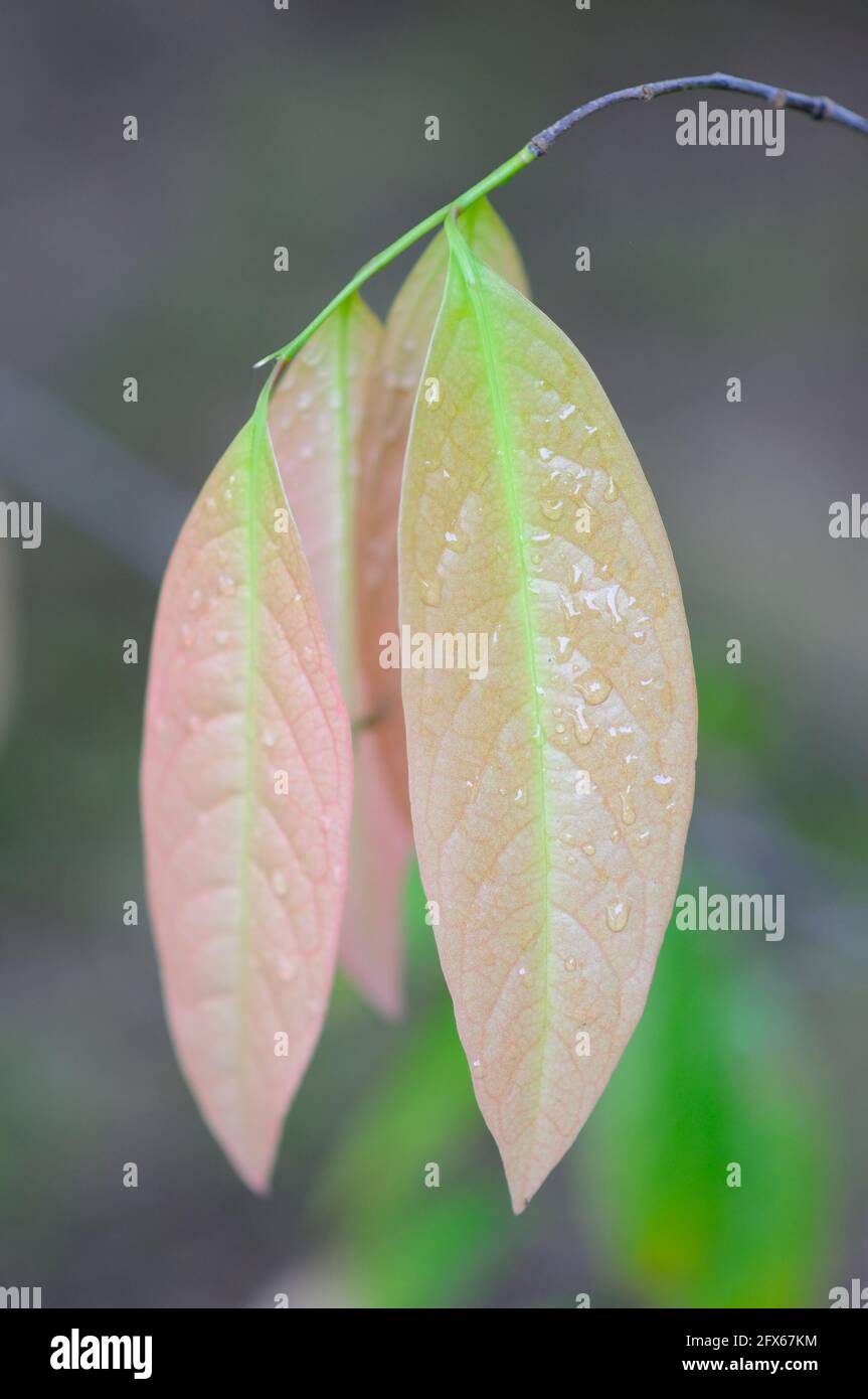 Glänzende Blätter einer Kepel-Pflanze Stockfoto