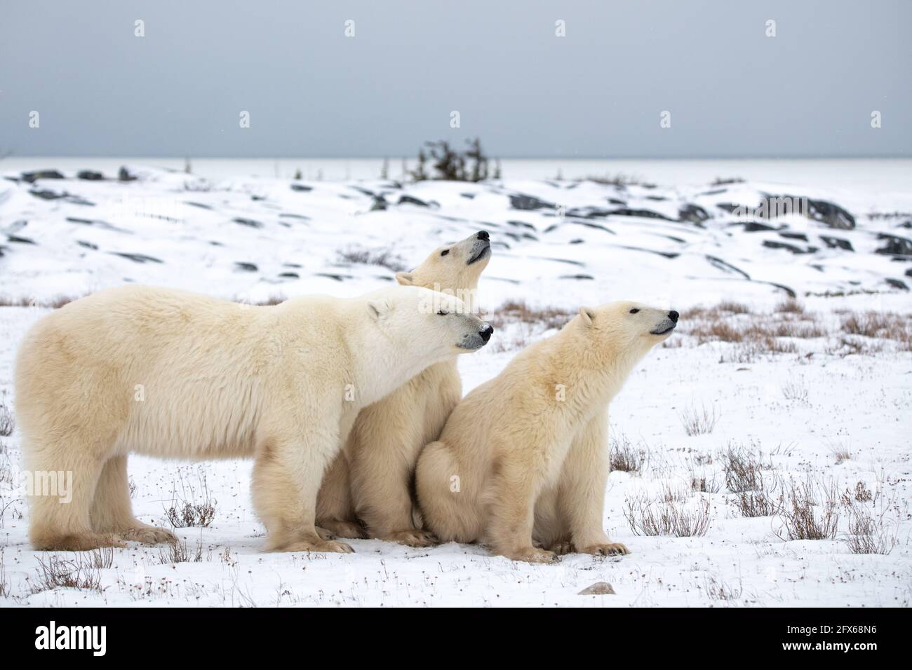 Eine Mutter Eisbär und zwei junge Jungtiere, die auf der Tundra-Landschaft mit weißem Schnee und Büschen sitzen. Stockfoto