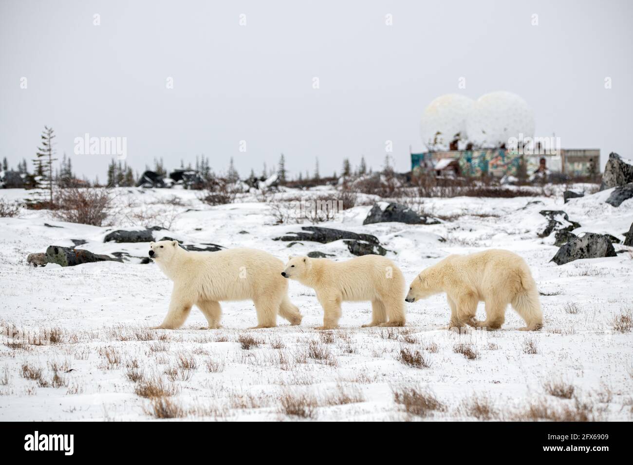 Eine Mutter Eisbär und zwei junge Jungtiere, die mit weißem Schnee und Büschen durch die Tundralandschaft wandern. Stockfoto