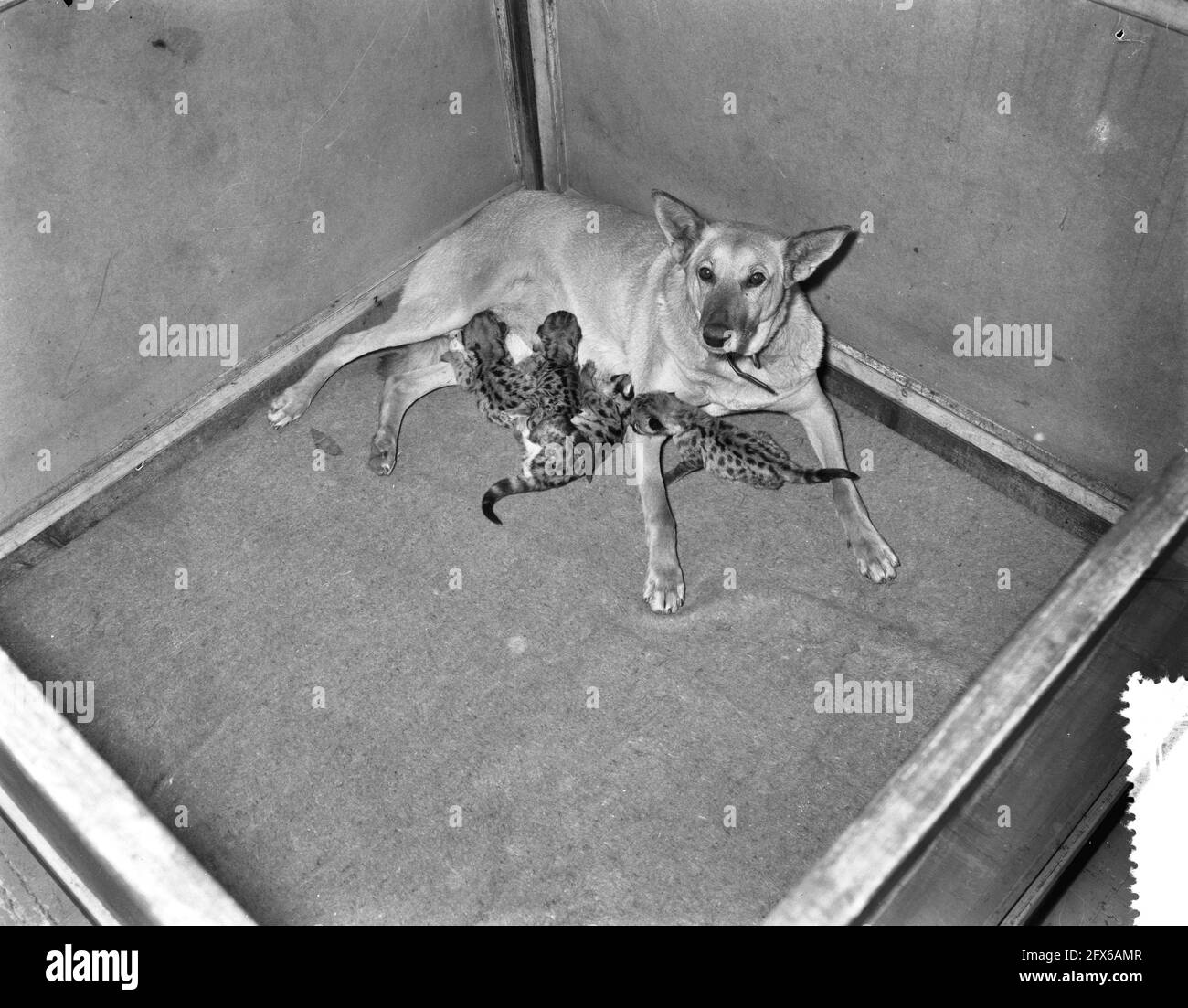 Schäferhund doggy aus Soest, der vier junge Poemas in Artis gesäut hat, 31. Oktober 1956, Hunde, Niederlande, 20. Jahrhundert Presseagentur Foto, Nachrichten zu erinnern, Dokumentarfilm, historische Fotografie 1945-1990, visuelle Geschichten, Menschliche Geschichte des zwanzigsten Jahrhunderts, Momente in der Zeit festzuhalten Stockfoto