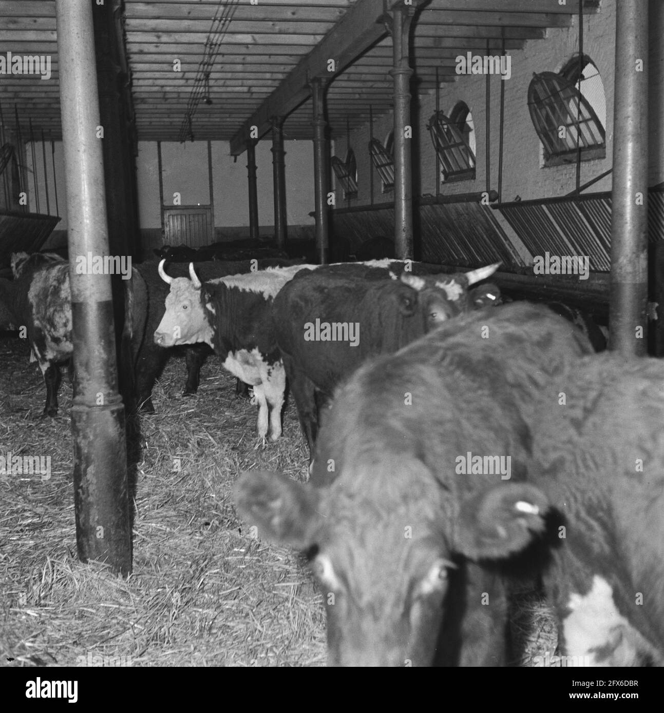 Landungen von Rindern aus Irland, 12. November 1945, Kühe, Rinder ...