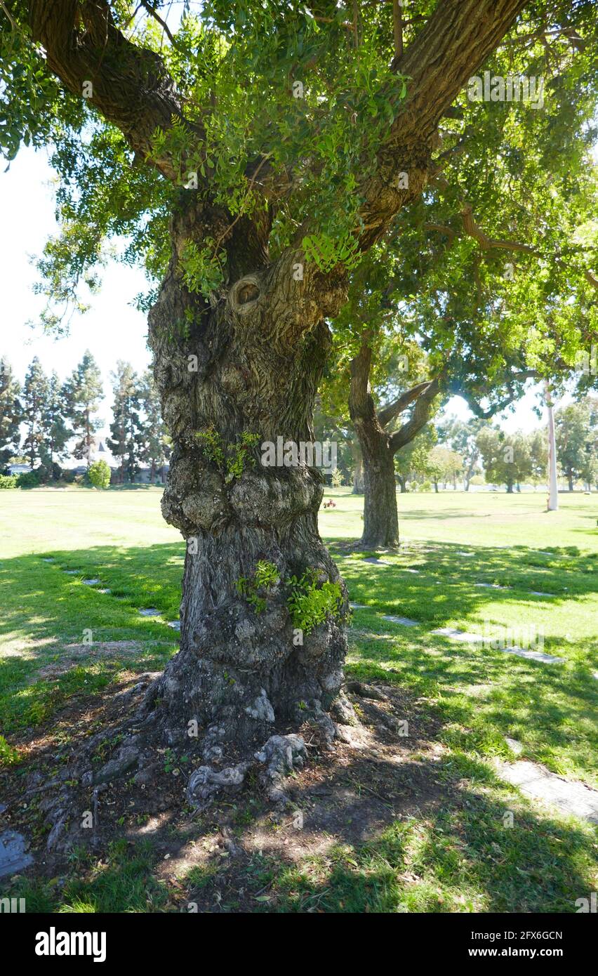 Cypress, California, USA 24. Mai 2021 EIN allgemeiner Blick auf die Atmosphäre des Forest Lawn Cypress Memorial Park am 24. Mai 2021 in Cypress, California, USA. Foto von Barry King/Alamy Stockfoto Stockfoto