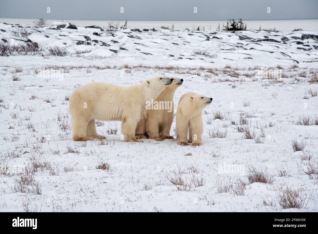 Drei Eisbären mit Mutter und zwei Jungen. Die einjährigen Babys sitzen neben der Mutter und die Mutter steht mit dem Kopf auf einem Bären. Stockfoto